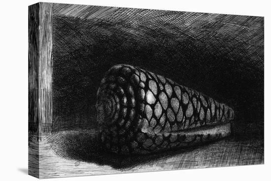 The Shell, 1650; The Shell is a Conus Marmoreus, Native to South-East Africa, Polynesia and Hawaii-Rembrandt van Rijn-Stretched Canvas