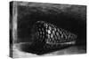 The Shell, 1650; The Shell is a Conus Marmoreus, Native to South-East Africa, Polynesia and Hawaii-Rembrandt van Rijn-Stretched Canvas