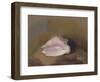 The Shell: Bottom Right, Small Shell, in the Shadow-Odilon Redon-Framed Giclee Print