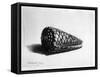 The Shell (Conus Marmoreus) 1650 (Etching)-Rembrandt van Rijn-Framed Stretched Canvas