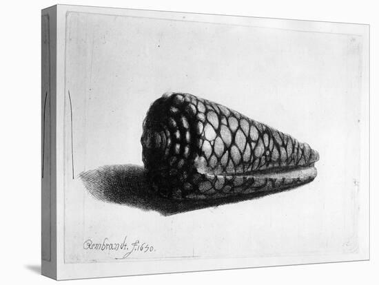 The Shell (Conus Marmoreus) 1650 (Etching)-Rembrandt van Rijn-Stretched Canvas