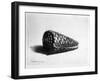 The Shell (Conus Marmoreus) 1650 (Etching)-Rembrandt van Rijn-Framed Giclee Print