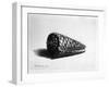 The Shell (Conus Marmoreus) 1650 (Etching)-Rembrandt van Rijn-Framed Giclee Print