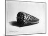 The Shell (Conus Marmoreus) 1650 (Etching)-Rembrandt van Rijn-Mounted Giclee Print