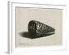 The Shell (Conus Marmoreus), 1650-Rembrandt van Rijn-Framed Giclee Print