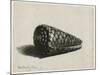 The Shell (Conus Marmoreus), 1650-Rembrandt van Rijn-Mounted Giclee Print