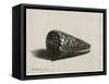 The Shell (Conus Marmoreus), 1650-Rembrandt van Rijn-Framed Stretched Canvas