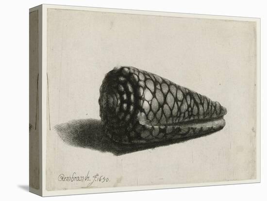 The Shell (Conus Marmoreus), 1650-Rembrandt van Rijn-Stretched Canvas