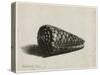 The Shell (Conus Marmoreus), 1650-Rembrandt van Rijn-Stretched Canvas