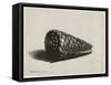 The Shell (Conus Marmoreus), 1650-Rembrandt van Rijn-Framed Stretched Canvas