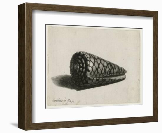 The Shell (Conus Marmoreus), 1650-Rembrandt van Rijn-Framed Giclee Print