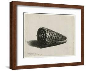 The Shell (Conus Marmoreus), 1650-Rembrandt van Rijn-Framed Giclee Print