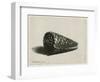 The Shell (Conus Marmoreus), 1650-Rembrandt van Rijn-Framed Giclee Print