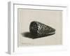 The Shell (Conus Marmoreus), 1650-Rembrandt van Rijn-Framed Giclee Print