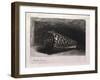 The Shell-Rembrandt van Rijn-Framed Giclee Print