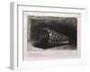 The Shell-Rembrandt van Rijn-Framed Giclee Print