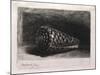 The Shell-Rembrandt van Rijn-Mounted Giclee Print