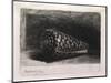 The Shell-Rembrandt van Rijn-Mounted Giclee Print