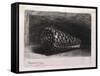 The Shell-Rembrandt van Rijn-Framed Stretched Canvas