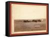 The Shepherd and Flock. on F.E. and M.V. R'Y. in Dakota-John C. H. Grabill-Framed Stretched Canvas