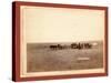 The Shepherd and Flock. on F.E. and M.V. R'Y. in Dakota-John C. H. Grabill-Stretched Canvas