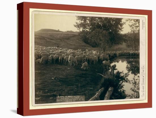 The Shepherd and Flock. on F.E. and M.V. R'Y. in Dakota-John C. H. Grabill-Stretched Canvas