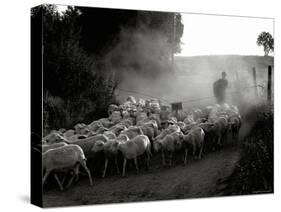 The Shepherd-Monika Brand-Stretched Canvas