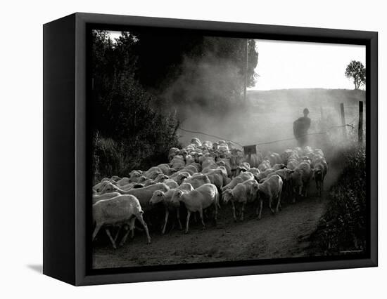 The Shepherd-Monika Brand-Framed Stretched Canvas