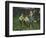 The Shepherdesses-Francesco Paolo Michetti-Framed Premium Giclee Print