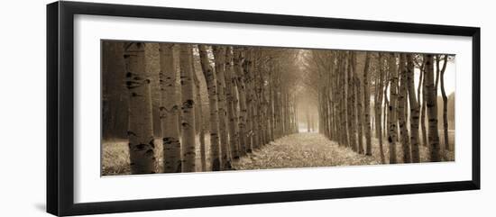 The Shimmering Forest-Heather Ross-Framed Giclee Print