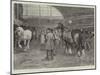 The Shire Horse Show at Islington, Preparing for the Parade-null-Mounted Giclee Print