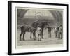 The Shire Horse Show at the Agricultural Hall, the Final Duel-John Charles Dollman-Framed Giclee Print