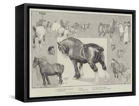 The Shire Horse Show at the Royal Agricultural Hall-Cecil Aldin-Framed Stretched Canvas