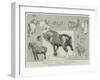 The Shire Horse Show at the Royal Agricultural Hall-Cecil Aldin-Framed Giclee Print