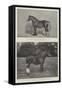 The Shire Horse Show-null-Framed Stretched Canvas