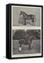 The Shire Horse Show-null-Framed Stretched Canvas