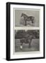 The Shire Horse Show-null-Framed Giclee Print