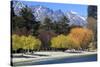 The Shoreline of Queenstown, on the Banks of Lake Wakatipu, South Island, New Zealand-Paul Dymond-Stretched Canvas