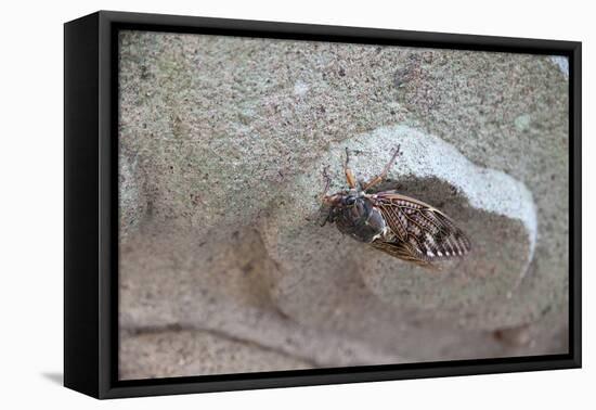 The Short Cicada of the Life Is Enjoying the End of Summer also in the Insect-Ryuji Adachi-Framed Stretched Canvas