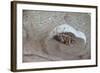 The Short Cicada of the Life Is Enjoying the End of Summer also in the Insect-Ryuji Adachi-Framed Photographic Print