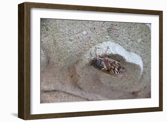 The Short Cicada of the Life Is Enjoying the End of Summer also in the Insect-Ryuji Adachi-Framed Photographic Print