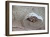 The Short Cicada of the Life Is Enjoying the End of Summer also in the Insect-Ryuji Adachi-Framed Photographic Print