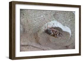 The Short Cicada of the Life Is Enjoying the End of Summer also in the Insect-Ryuji Adachi-Framed Photographic Print