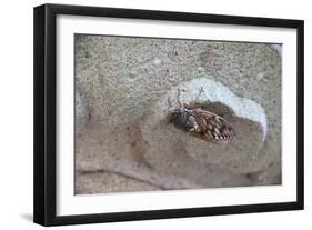 The Short Cicada of the Life Is Enjoying the End of Summer also in the Insect-Ryuji Adachi-Framed Photographic Print