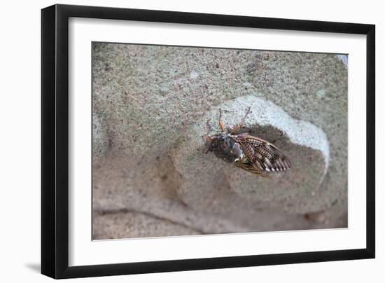 The Short Cicada of the Life Is Enjoying the End of Summer also in the Insect-Ryuji Adachi-Framed Photographic Print