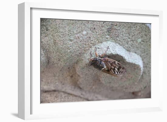 The Short Cicada of the Life Is Enjoying the End of Summer also in the Insect-Ryuji Adachi-Framed Photographic Print