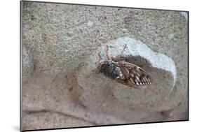 The Short Cicada of the Life Is Enjoying the End of Summer also in the Insect-Ryuji Adachi-Mounted Photographic Print