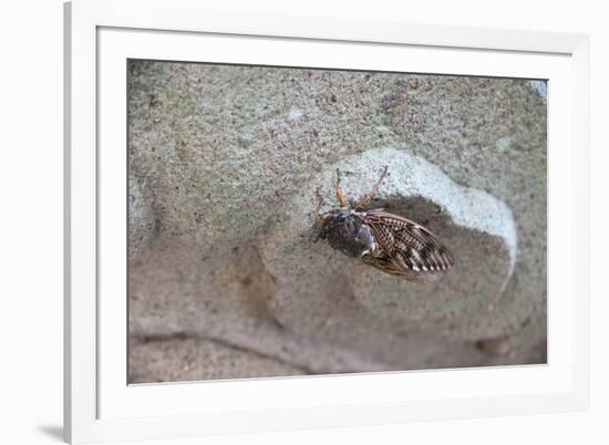 The Short Cicada of the Life Is Enjoying the End of Summer also in the Insect-Ryuji Adachi-Framed Photographic Print