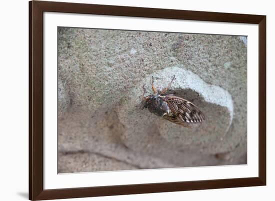 The Short Cicada of the Life Is Enjoying the End of Summer also in the Insect-Ryuji Adachi-Framed Photographic Print