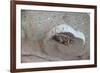 The Short Cicada of the Life Is Enjoying the End of Summer also in the Insect-Ryuji Adachi-Framed Photographic Print